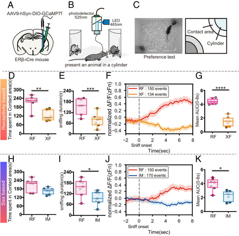 Activity of estrogen receptor β expressing neurons in the medial amygdala regulates preference towards receptive females in male mice.page-visual Activity of estrogen receptor β expressing neurons in the medial amygdala regulates preference towards receptive females in male mice.ビジュアル