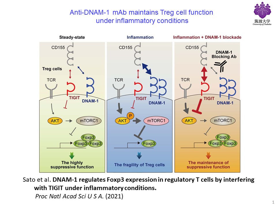 DNAM-1 regulates Foxp3 expression in regulatory T cells by interfering with TIGIT under inflammatory conditionspage-visual DNAM-1 regulates Foxp3 expression in regulatory T cells by interfering with TIGIT under inflammatory conditionsビジュアル