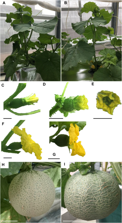 Targeted modification of CmACO1 by CRISPR/Cas9 extends the shelf-life of Cucumis melo var. reticulatus melonpage-visual Targeted modification of CmACO1 by CRISPR/Cas9 extends the shelf-life of Cucumis melo var. reticulatus melonビジュアル