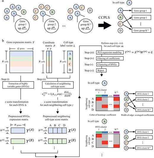 CCPLS reveals cell-type-specific spatial dependence of transcriptomes in single cellspage-visual CCPLS reveals cell-type-specific spatial dependence of transcriptomes in single cellsビジュアル