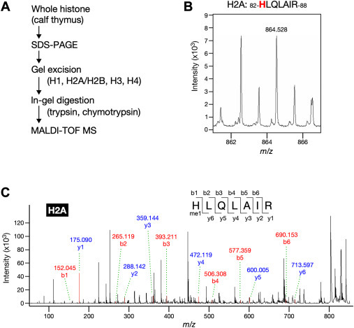 Histidine Nτ-methylation identified as a new post-translational modification in histone H2A at His-82 and H3 at His-39.page-visual Histidine Nτ-methylation identified as a new post-translational modification in histone H2A at His-82 and H3 at His-39.ビジュアル
