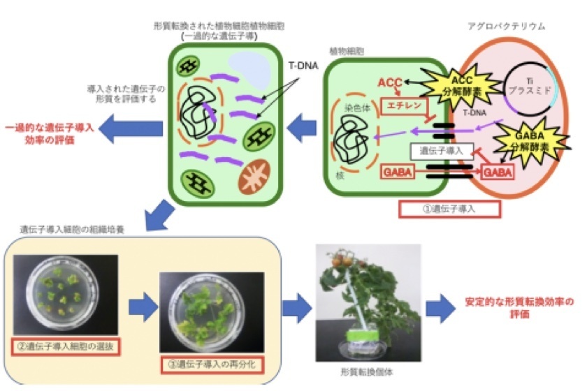 植物への高効率遺伝子導入能を付与したアグロバクテリウム菌page-visual 植物への高効率遺伝子導入能を付与したアグロバクテリウム菌ビジュアル