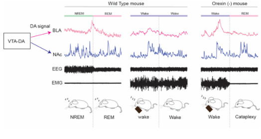 マウスにおけるREM睡眠の開始には、扁桃体基底外側核における一過的なドーパミンシグナルが重要であるpage-visual マウスにおけるREM睡眠の開始には、扁桃体基底外側核における一過的なドーパミンシグナルが重要であるビジュアル